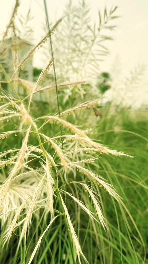 Animated Pampas Grass Swaying Gently in Breeze, Natural Texture Stock Footage 345506104