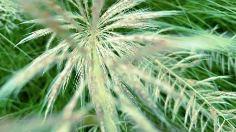 Animated Pampas Grass Swaying Gently in Breeze, Showcasing Natural Textures Stock Footage 345550192