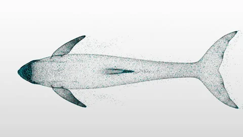Animated Particle Dolphin Floats. Stock Footage 202313866
