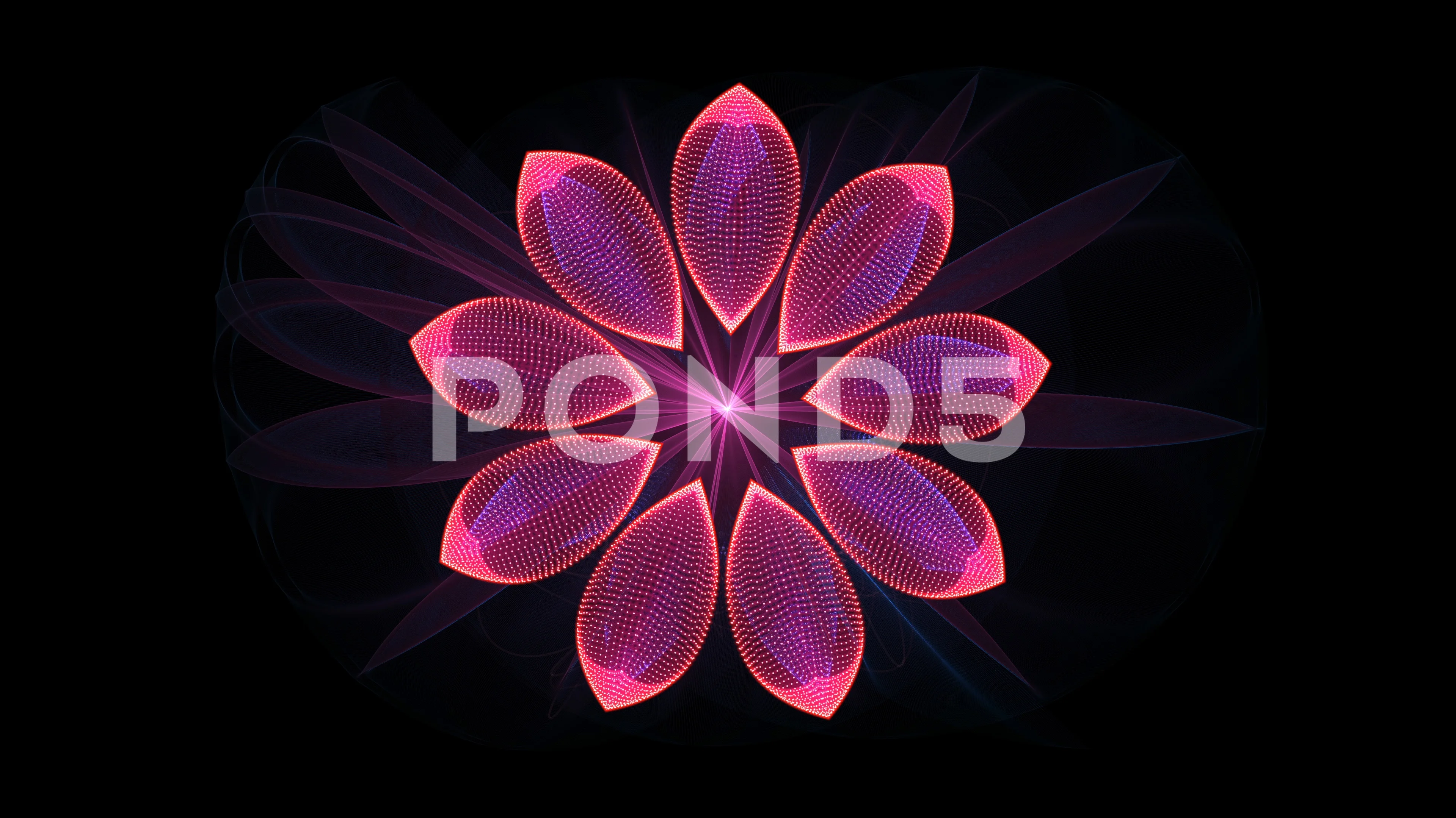 Flower Animation Stock Footage ~ Royalty Free Stock Videos | Pond5
