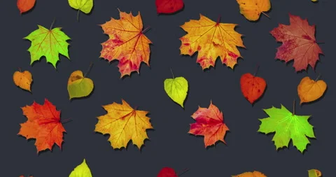 Animated pattern background of rotating dry autumn leaves with shadow, happy Stock Footage 204736263