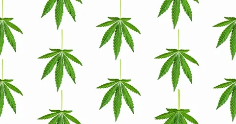 Animated pattern of Hemp leaf isolated on white background. Stock Footage 125694571