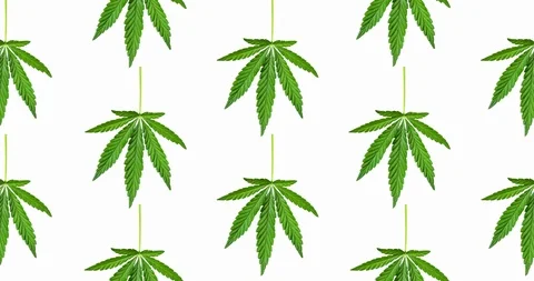 Animated pattern of Hemp leaf isolated on white background. Stock Footage 125695168