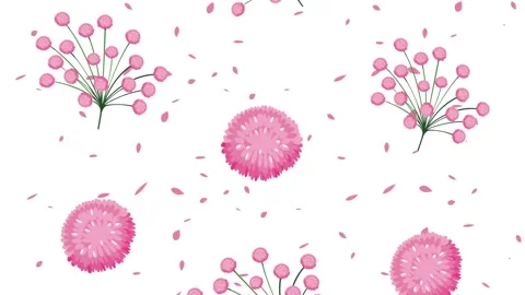 Animated pattern of pink flower blossoms floating on white background for s.. Stock Footage 339113848