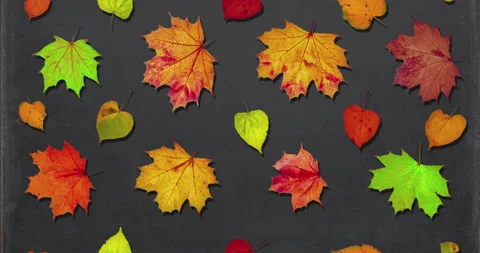 Animated pattern of rotating dry autumn leaves with shadow on blackboard Stock Footage 204937007