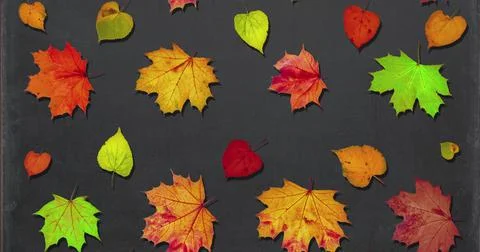 Animated pattern of rotating dry autumn leaves with shadow on blackboard back Stock Illustration