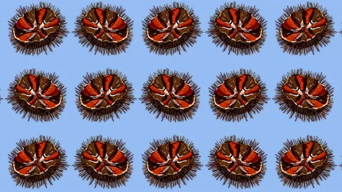 Animated pattern of sea urchins, ideal footage for themes such as Mediterranean Stock Footage 135783471