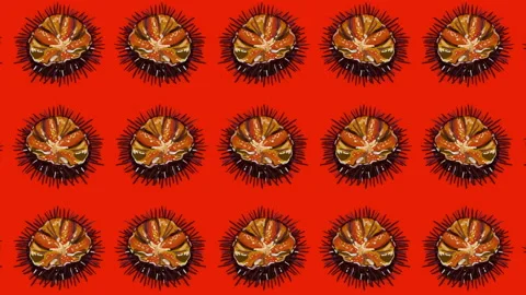 Animated pattern of sea urchins, ideal footage for themes such as Mediterranean Stock Footage 136076269