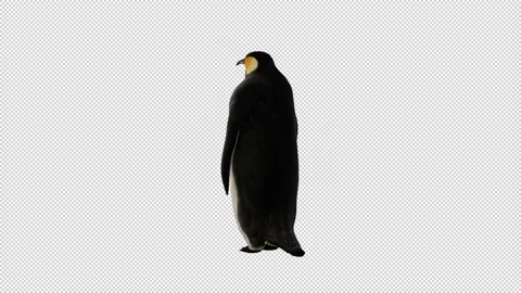 Animated penguin standing with his back and waving flippers. Stock Footage 229708687