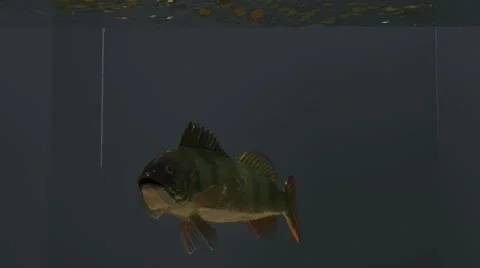 Animated Perch Fish Stock Footage 8690997