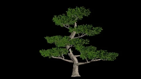 Animated pine tree with green foliage on black background. Stock Footage 336326831