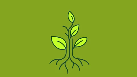 Animated plant growing roots that transform into a human brain on Green Bac.. Stock-Footage 346981706