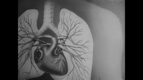 Animated presentation of functions of the lungs - 1943 Stock Footage 108040663