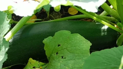Animated Pumpkin on Branch and Ground - Fun Vegetable Clip Video stock 307465973