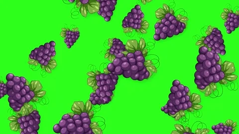 Animated Purple Grape Bunches Falling Against a Green Screen Background Stock Footage 345314295