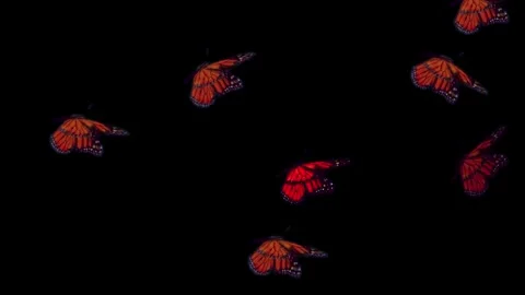 Animated Red Butterflies - Black Background Video stock 291292189