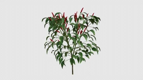 Animated Red Chilli Plant blowing in the wind. Alpha Channel. Loop Animation Stock Footage 275012403