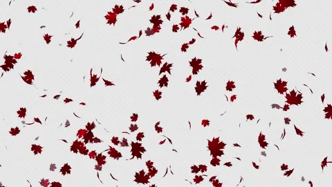 Maple Leaf Fall Animated GIF 600x600 by DP Animation Maker