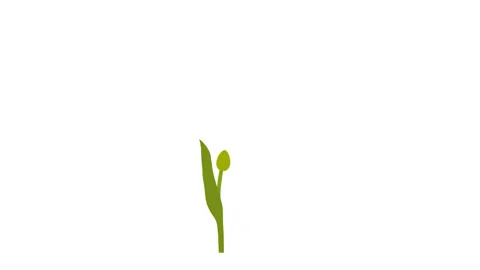 Animated Red Tulip Grows and Blooms Three-quarter Full HD 29.97 fps Stock Footage 124213302