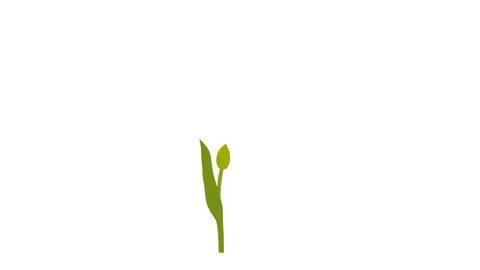 Animated Red Tulip Grows and Blooms Side Full HD 29.fps Stock Footage 124213625