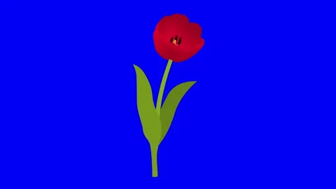 Animated Red Tulip Grows and Blooms Three-quarter 4K 29.97 fps Stock Footage 124213701