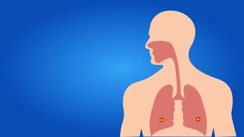 Animated Respiratory Process: Oxygen to Carbon Dioxide Exchange Stock Footage 317143057