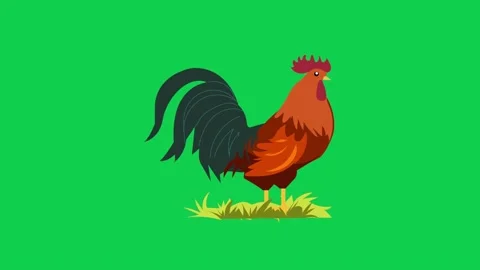 Animated rooster crowing on green screen ideal for farm childrens Stock Footage 309099580