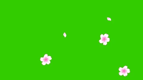 Animated Sakura Blossoms Floating in the Wind Stock Footage 278342021