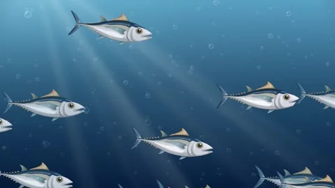 Animated School of Tuna Swimming Through Deep Blue Ocean Current Stock Footage 341461850