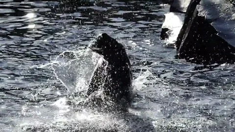 Animated Seal Emerging from Ocean Waves Stock Footage 310429775