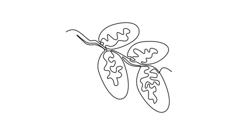 Animated self drawing of continuous line draw of stack healthy organic swee.. Stock Footage 277442366
