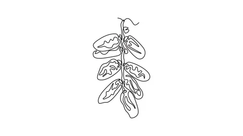 Animated self drawing of continuous line draw of stack healthy sweet organi.. Stock Footage 277442368