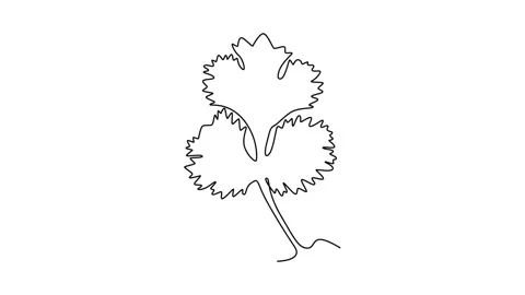 Cilantro Illustration Stock Videos – Royalty-Free HD & 4K Videos