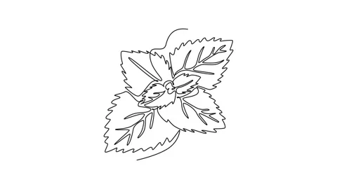 Animated self drawing of continuous line draw of healthy blossom organic fr.. Stock Footage 281242969