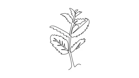 Animated self drawing of continuous line draw healthy organic raw mint leav.. Stock Footage 281243012