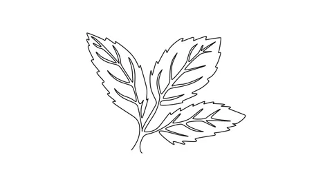 Animated self drawing of continuous line draw of whole healthy freshness or.. Stock Footage 281243017