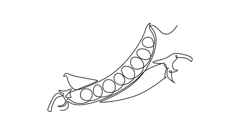 Animated self drawing of continuous line draw of whole healthy organic gree.. Stock Footage 281833782