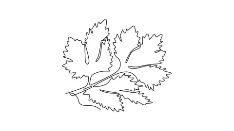 Animated self drawing of continuous line draw of bunch healthy organic gree.. Stockbeeldmateriaal 282138510