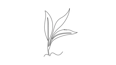 Animated self drawing of continuous line draw healthy organic tea leaves fo.. Stock Footage 289190292
