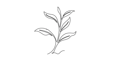 Animated self drawing of continuous line draw freshness tropical tea leaves.. Stock Footage 289190295