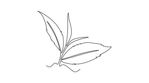 Animated self drawing of continuous line draw of whole healthy organic tea .. Stock Footage 289190297