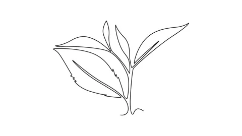Animated self drawing of continuous line draw of healthy organic tea leaves.. Stock Footage 289190306