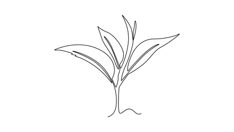 Animated self drawing of continuous line draw of whole healthy organic tea .. Stock Footage 289190308