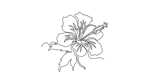 Animated self drawing of continuous line draw of beauty fresh hibiscus for .. Stock Footage 291023777