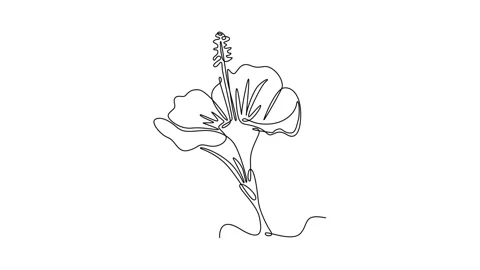 Animated self drawing of continuous line draw beauty fresh hibiscus for gar.. Stock Footage 291023790