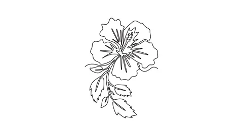 Animated self drawing of continuous line draw beauty fresh hibiscus for par.. Stock Footage 291023792