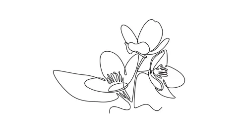 Animated self drawing of continuous line draw of beauty fresh deciduous jas.. Stock Footage 291990410