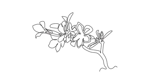 Animated self drawing of continuous line draw fresh beauty potted adenium f.. Stock Footage 291990437