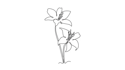 Animated self drawing of continuous line draw beauty fresh perennial lilium.. Stock Footage 292655907
