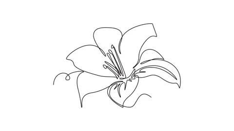 Animated self drawing of continuous line draw beauty fresh lilium for home .. Stock Footage 292655909